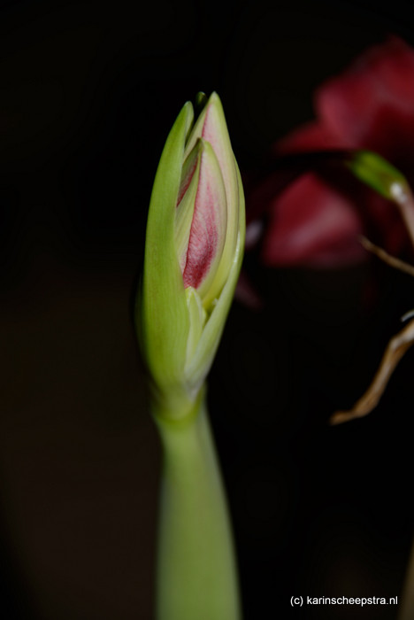amaryllis bloemknop -foto: karin scheepstra-