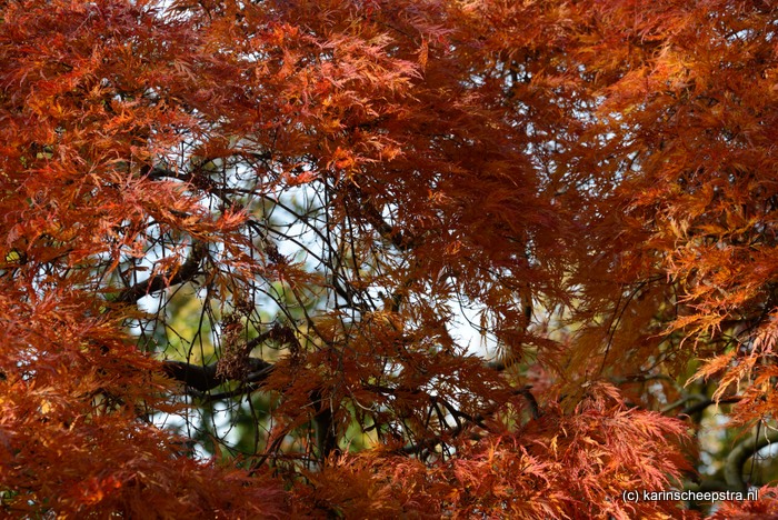 rood herfstblad bilthoven -foto: karin scheepstra-