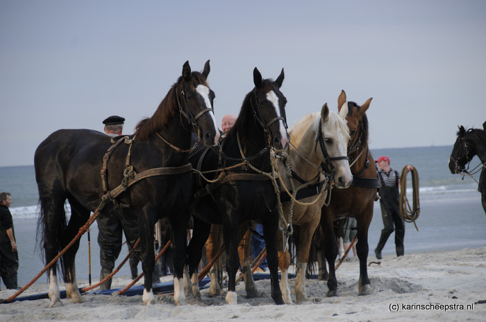 ameland paarden van de reddingsboot staan te wachten -foto: karin scheepstra-